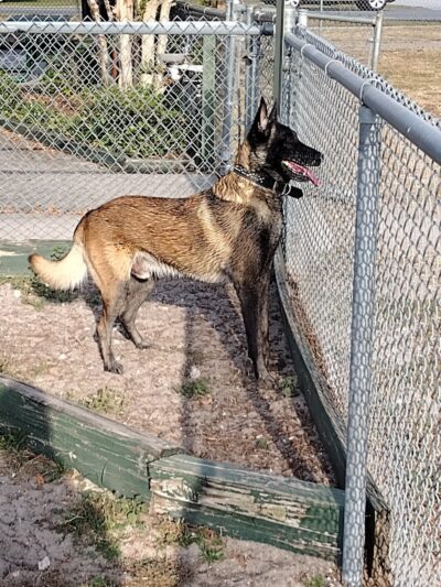 Lake Panasoffkee Dog Park - Lake Panasoffkee, FL