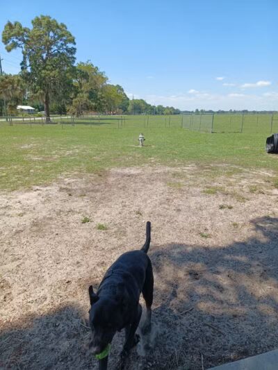 Lake Panasoffkee Dog Park - Lake Panasoffkee, FL