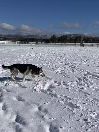 Off Leash Dog Area - Lake Placid, NY
