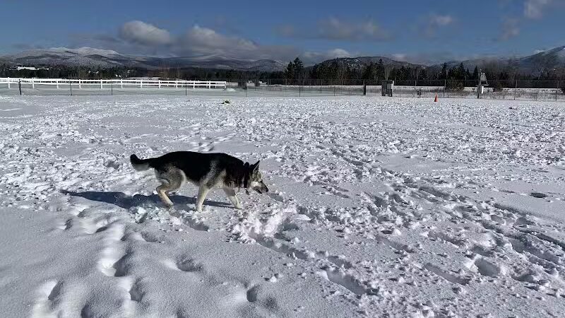 Off Leash Dog Area - Lake Placid, NY