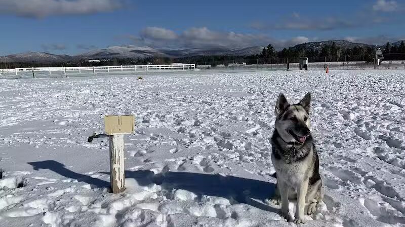Off Leash Dog Area - Lake Placid, NY