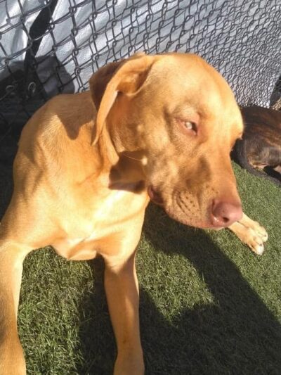 No Leash Needed - Lake St Louis, MO