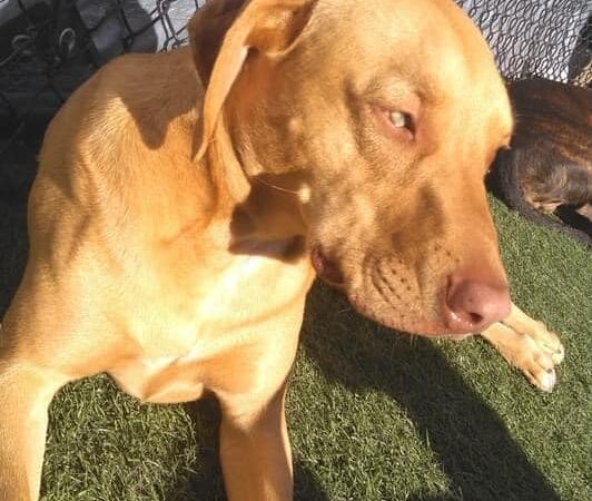 No Leash Needed - Lake St Louis, MO