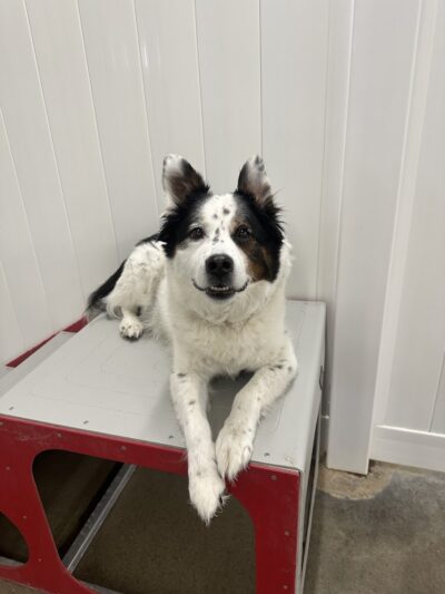 No Leash Needed - Lake St Louis, MO