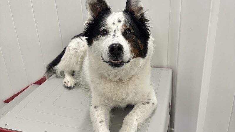 No Leash Needed - Lake St Louis, MO