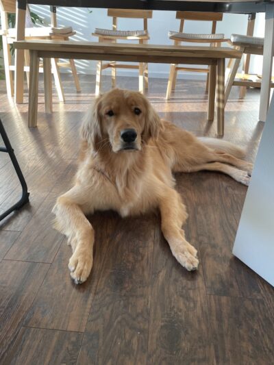 No Leash Needed - Lake St Louis, MO