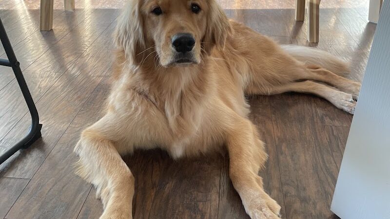 No Leash Needed - Lake St Louis, MO