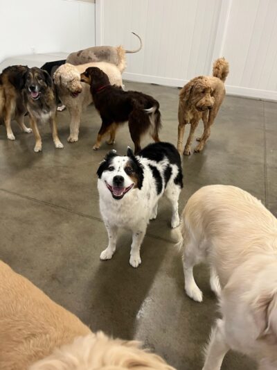 No Leash Needed - Lake St Louis, MO