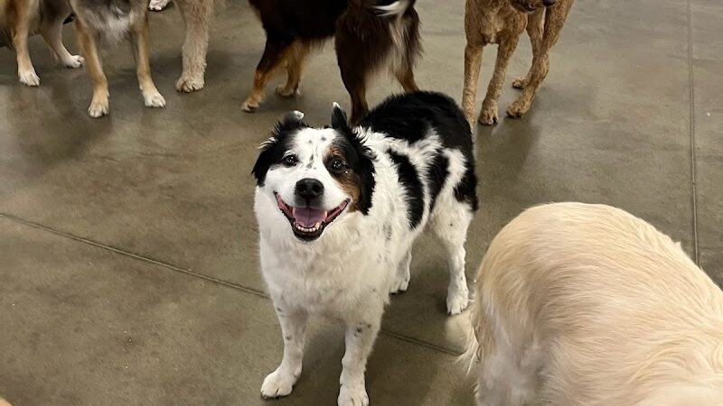 No Leash Needed - Lake St Louis, MO