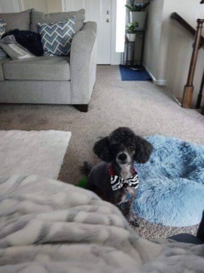 No Leash Needed - Lake St Louis, MO