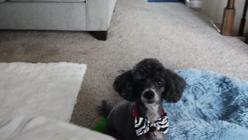 No Leash Needed - Lake St Louis, MO