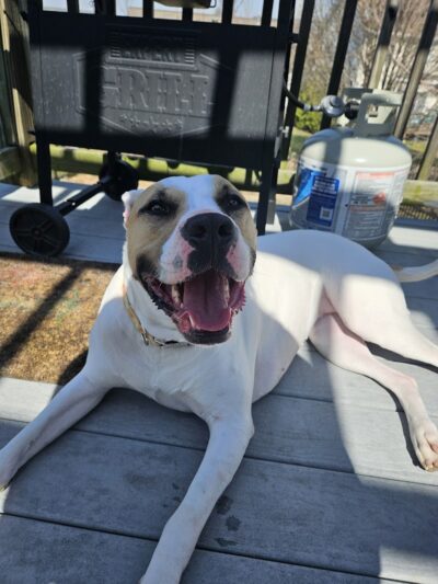 No Leash Needed - Lake St Louis, MO