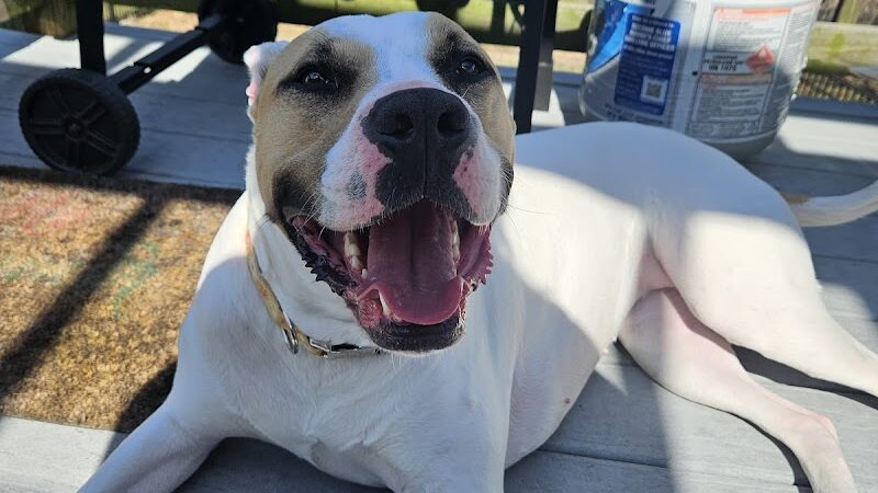 No Leash Needed - Lake St Louis, MO