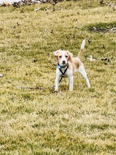 No Leash Needed - Lake St Louis, MO