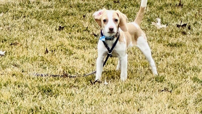 No Leash Needed - Lake St Louis, MO