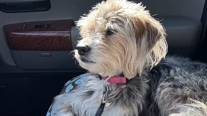 No Leash Needed - Lake St Louis, MO