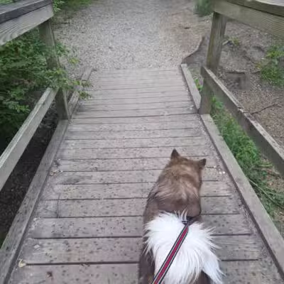 Duck Farm Off-Leash Dog Area - Lake Villa, IL
