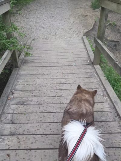 Duck Farm Off-Leash Dog Area - Lake Villa, IL