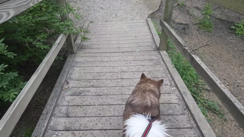 Duck Farm Off-Leash Dog Area - Lake Villa, IL