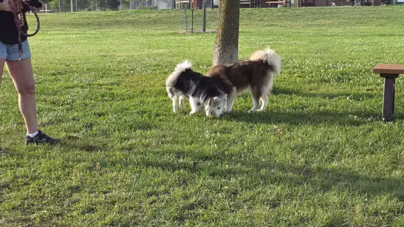 Duck Farm Off-Leash Dog Area - Lake Villa, IL