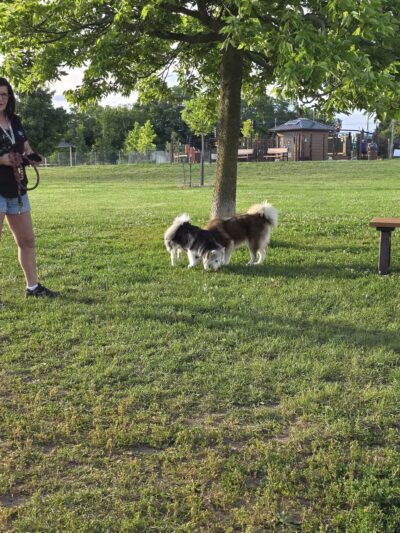 Duck Farm Off-Leash Dog Area - Lake Villa, IL