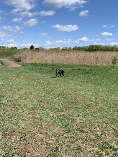 Duck Farm Off-Leash Dog Area - Lake Villa, IL
