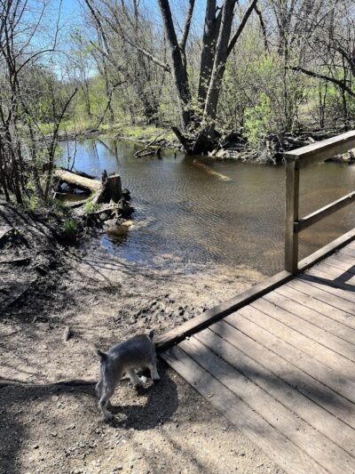 Duck Farm Off-Leash Dog Area - Lake Villa, IL