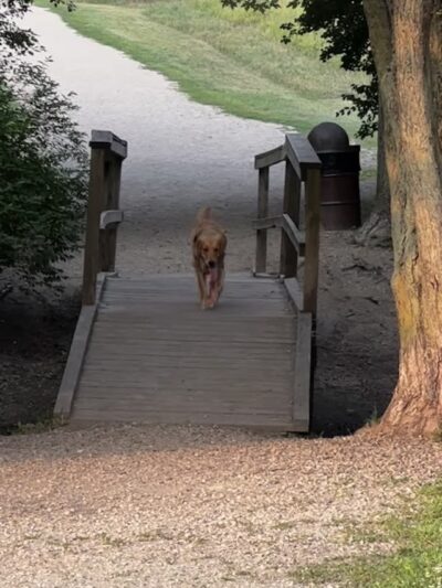 Duck Farm Off-Leash Dog Area - Lake Villa, IL