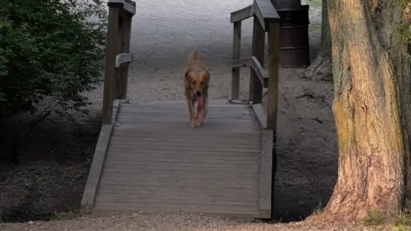 Duck Farm Off-Leash Dog Area - Lake Villa, IL