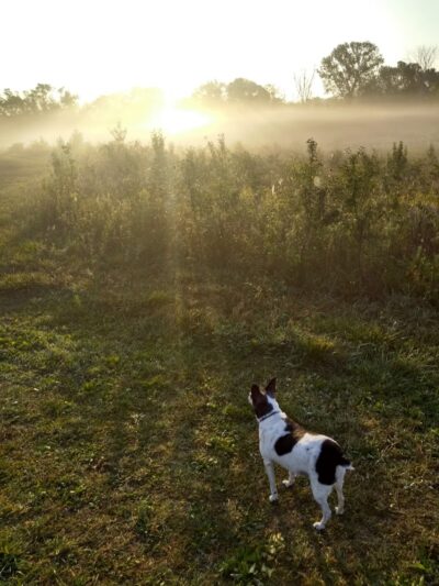 Duck Farm Off-Leash Dog Area - Lake Villa, IL