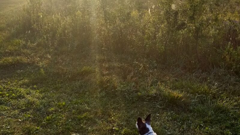 Duck Farm Off-Leash Dog Area - Lake Villa, IL