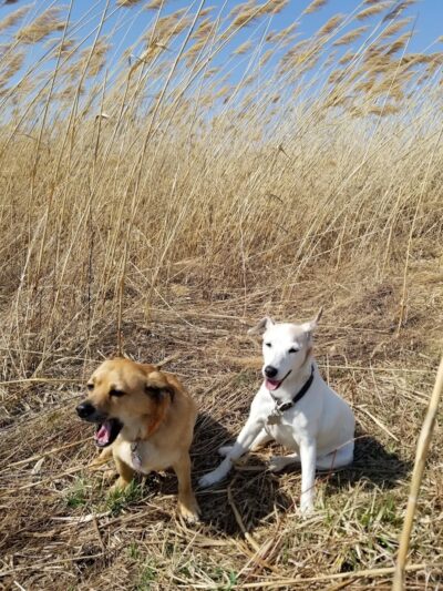 Duck Farm Off-Leash Dog Area - Lake Villa, IL