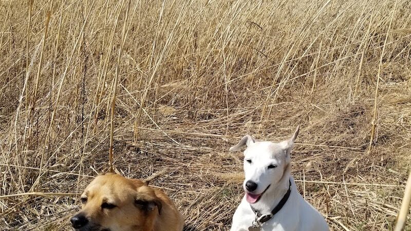 Duck Farm Off-Leash Dog Area - Lake Villa, IL
