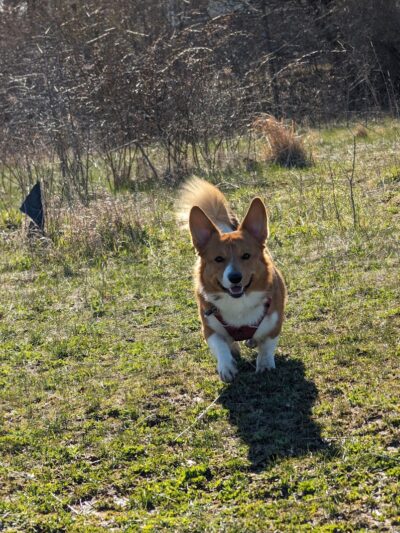 Duck Farm Off-Leash Dog Area - Lake Villa, IL