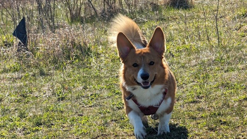 Duck Farm Off-Leash Dog Area - Lake Villa, IL