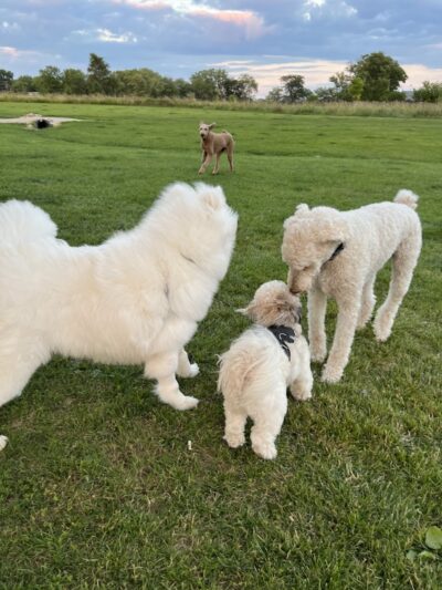 Duck Farm Off-Leash Dog Area - Lake Villa, IL