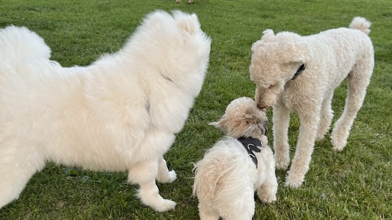 Duck Farm Off-Leash Dog Area - Lake Villa, IL