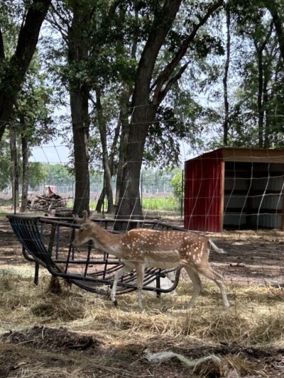 Sandy Oak Ranch - Lake Village, IN