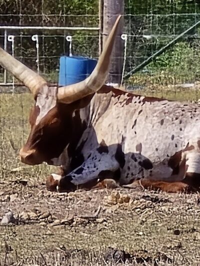 Sandy Oak Ranch - Lake Village, IN