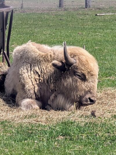 Sandy Oak Ranch - Lake Village, IN