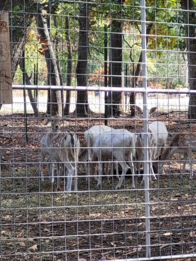 Sandy Oak Ranch - Lake Village, IN