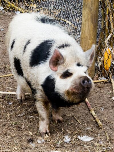 Sandy Oak Ranch - Lake Village, IN