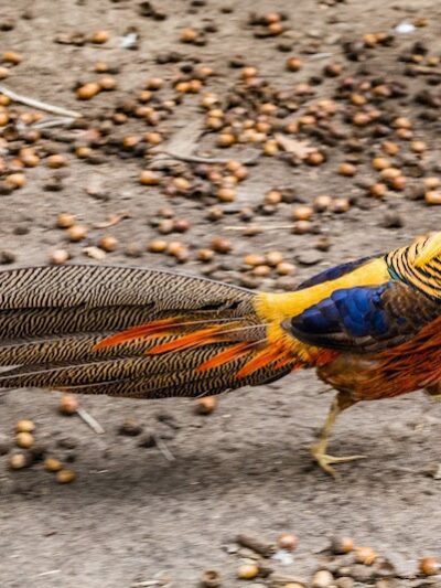 Sandy Oak Ranch - Lake Village, IN