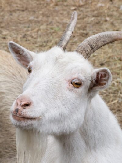 Sandy Oak Ranch - Lake Village, IN