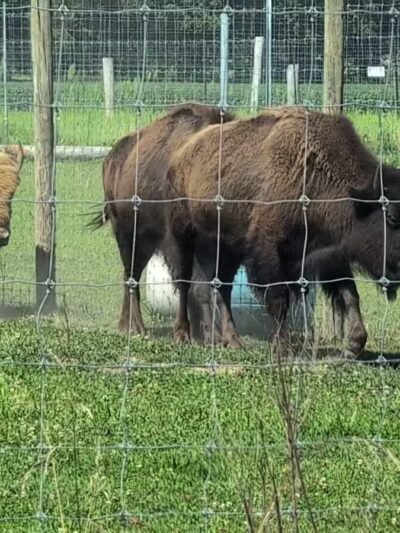 Sandy Oak Ranch - Lake Village, IN