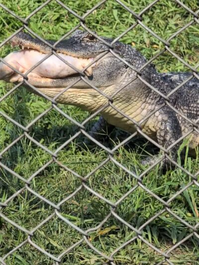 Sandy Oak Ranch - Lake Village, IN