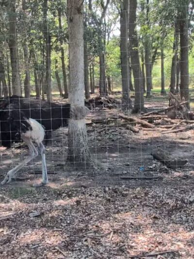 Sandy Oak Ranch - Lake Village, IN
