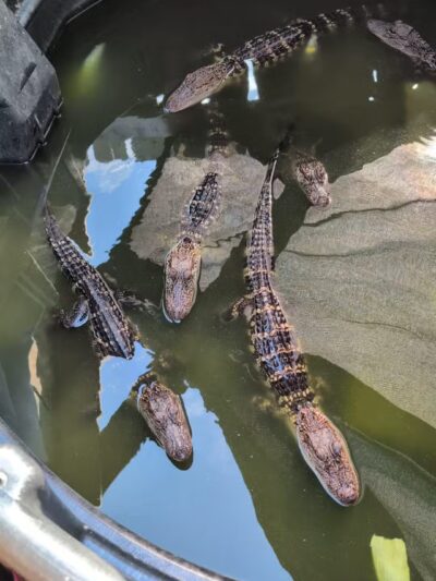 Sandy Oak Ranch - Lake Village, IN