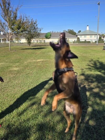 Cook Park Dog Park - Lakeland, FL