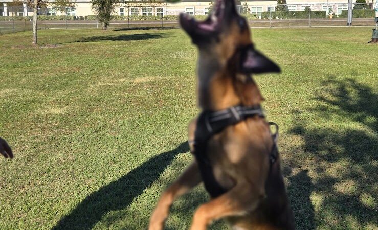 Cook Park Dog Park - Lakeland, FL